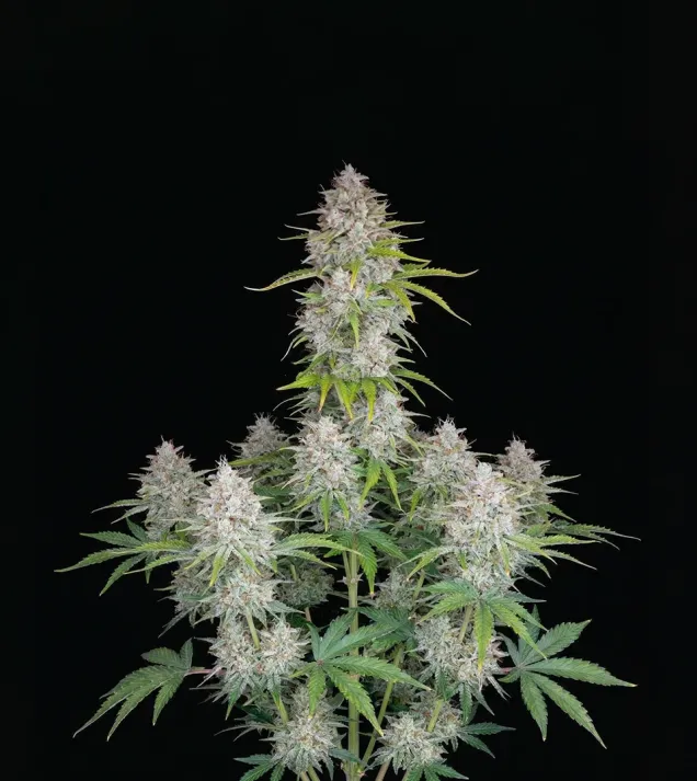Sherbet Auto