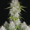 Sherbet Auto