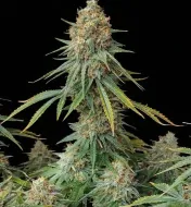 Skunk Fast