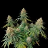 Skunk Fast
