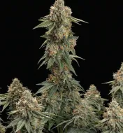 Skywalker OG