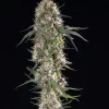Sundae Driver