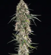 Sundae Driver