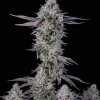 White Russian F1