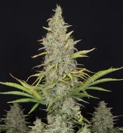 White Russian Fast