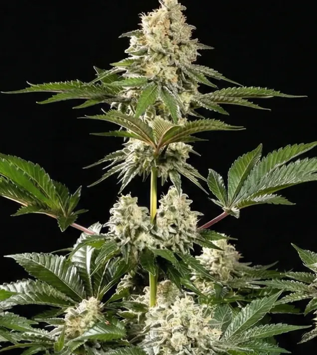 Sunset Sherbet Fast