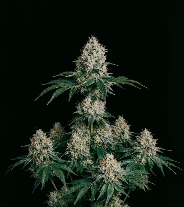 OG Kush F1