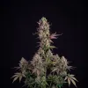 Gorilla Zkittlez Auto