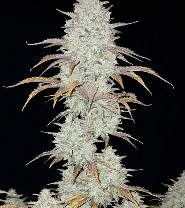 Future 1 Auto