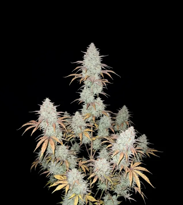 Future 1 Auto