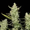 Fat Bastard Auto