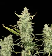 Fat Bastard Auto