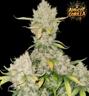 Apricot Gorilla Auto