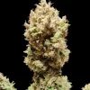 Apricot Gorilla Auto