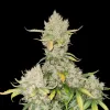 Apricot Gorilla Auto