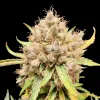 Apricot Gorilla Auto