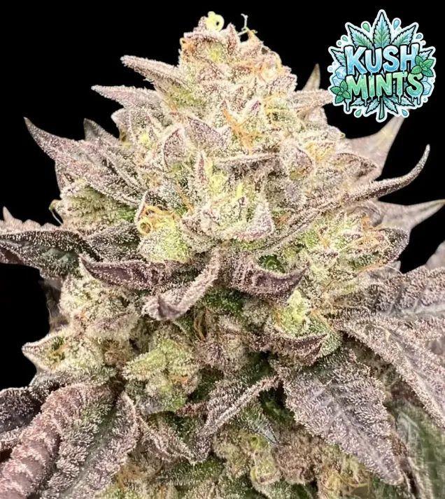 Kush Mints