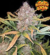 Mandarine XL Auto