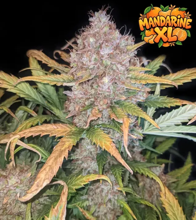Mandarine XL Auto
