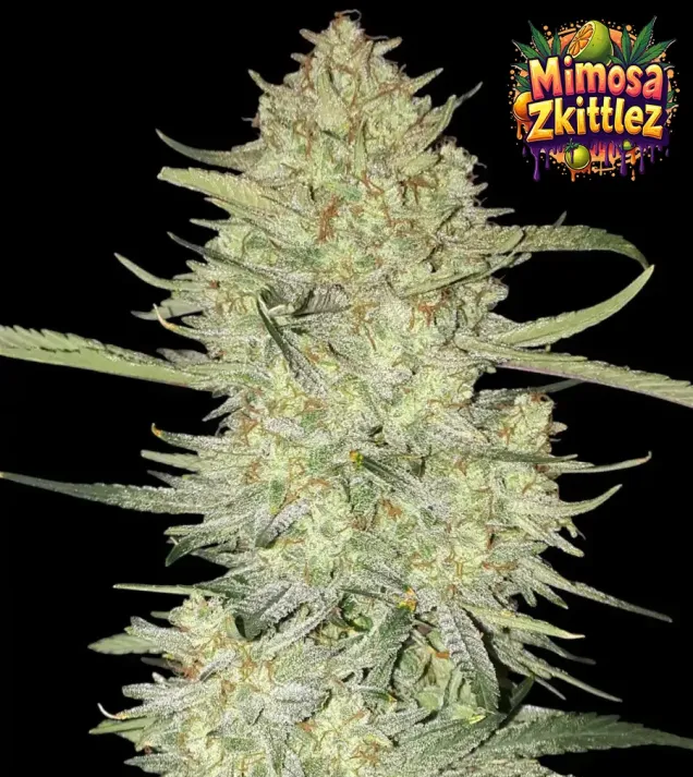 Mimosa Zkittlez Auto