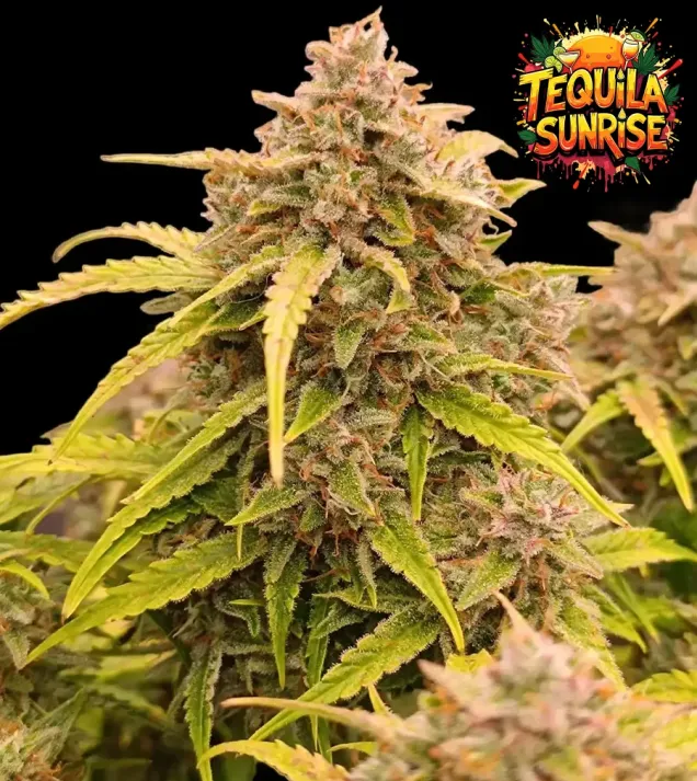 Tequila Sunrise Auto