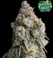Wifi OG Haze