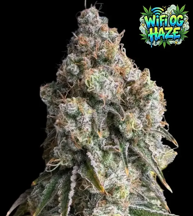Wifi OG Haze