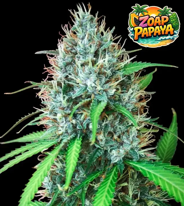 Zoap Papaya Fast