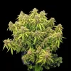 Gorilla G. Auto