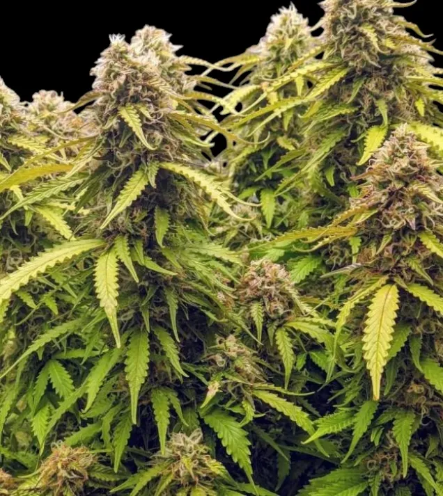 Gorilla G. Auto