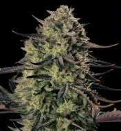 Alien Gas XXL Auto