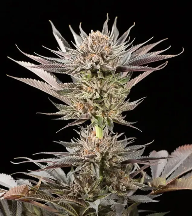 Lemon Tree 2.0