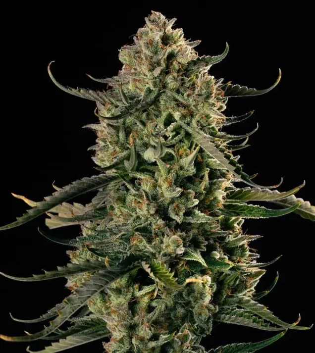 MAC Dawg XXL Auto