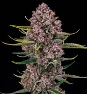 Purplenade XXL Auto
