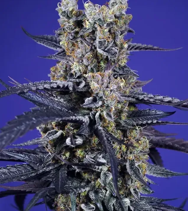 Super Boof XL Auto