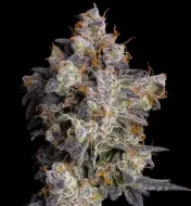 Cherry Zelato