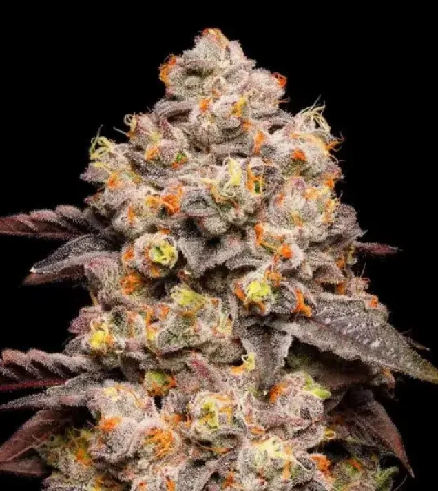 Dried Fruit