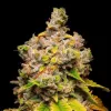 Lemon Cherry Sherb