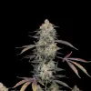 AK 47 Regular