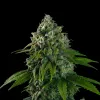 Banana Kush Auto