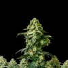 Banana Kush