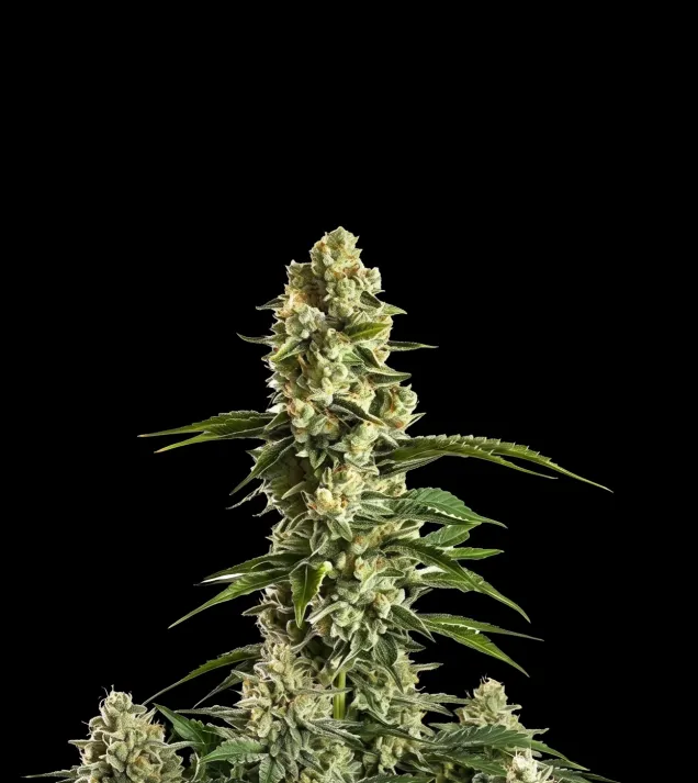 Banana Kush Regular