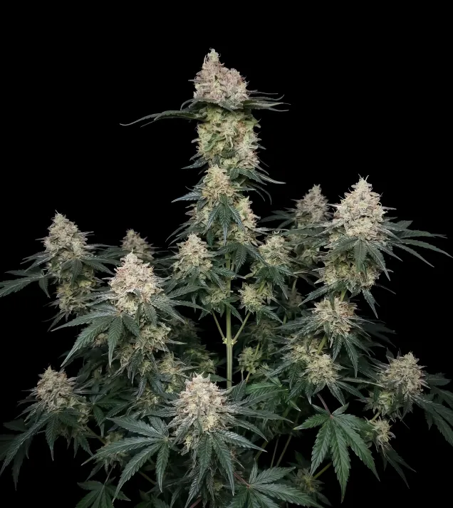 Banana Punch
