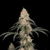 Big Bud Fast