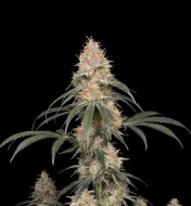 Big Bud Fast