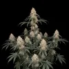 Big Bud Fast