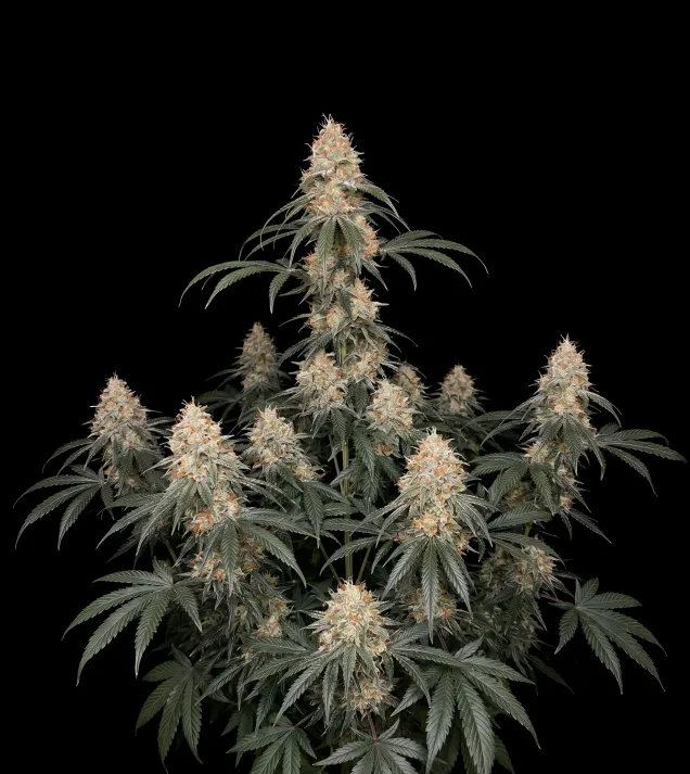 Big Bud Fast