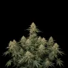 Big Bud