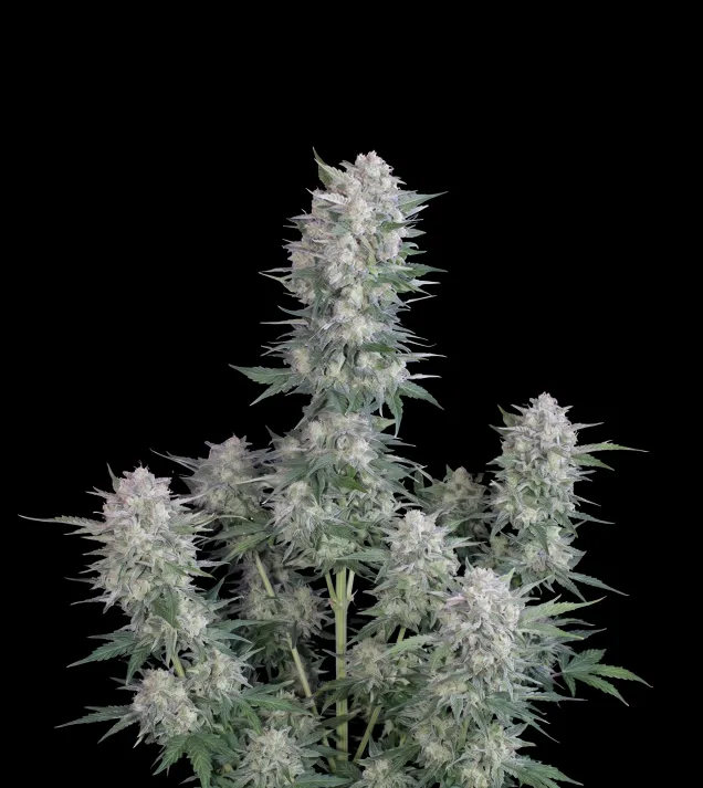 Black Domina Fast