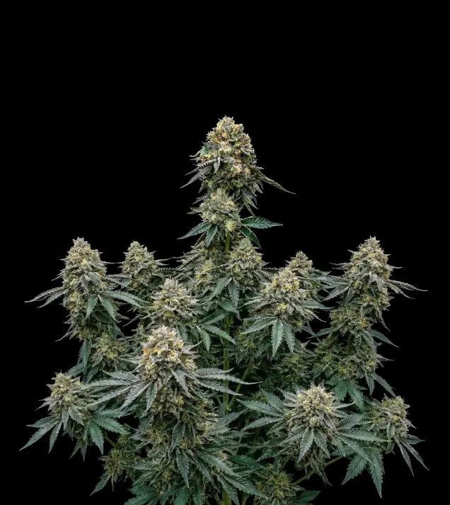 BlackBerry Auto